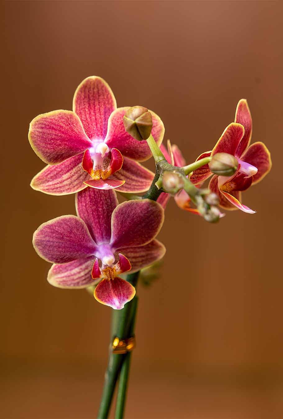 Orquídea Fucsia