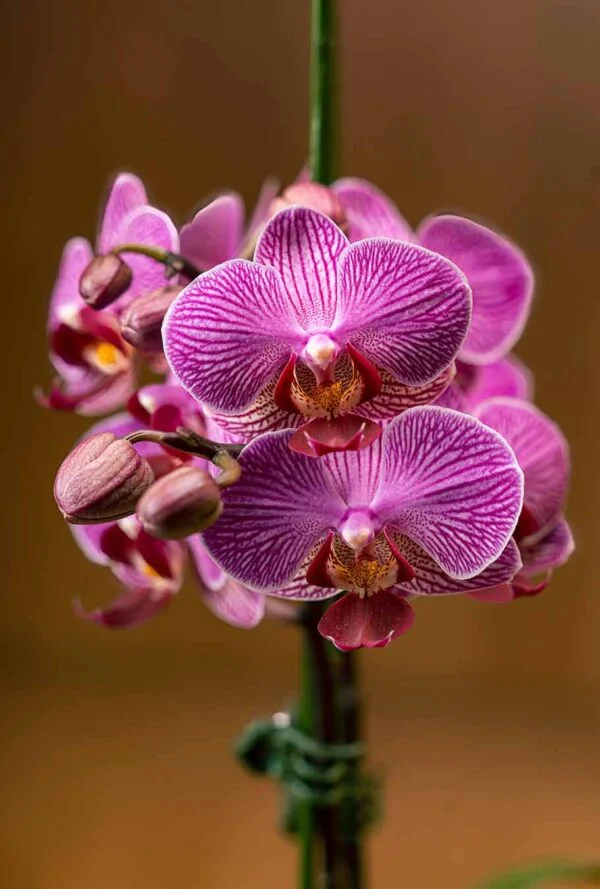 Orquídea Morada