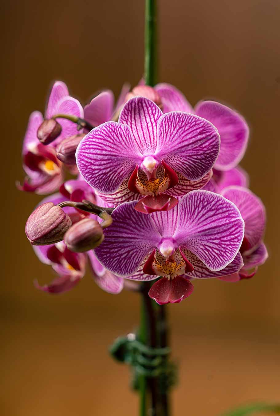 Orquídea Morada