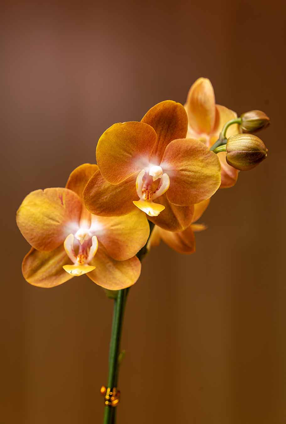 Orquídea Dorada