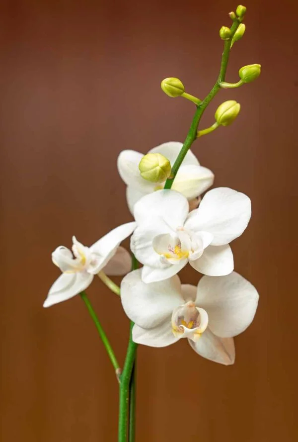Orquidea Blanca