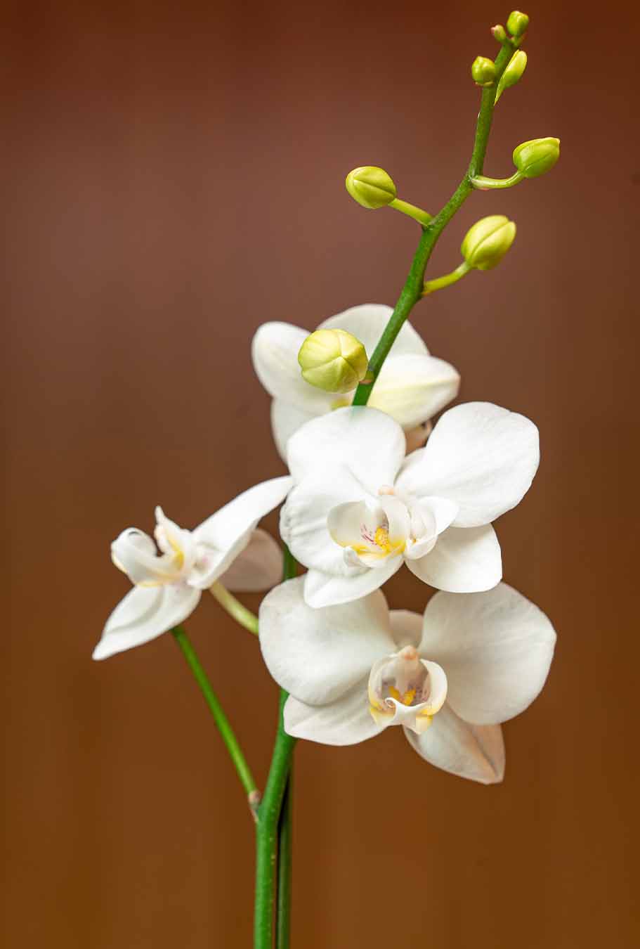 Orquidea Blanca